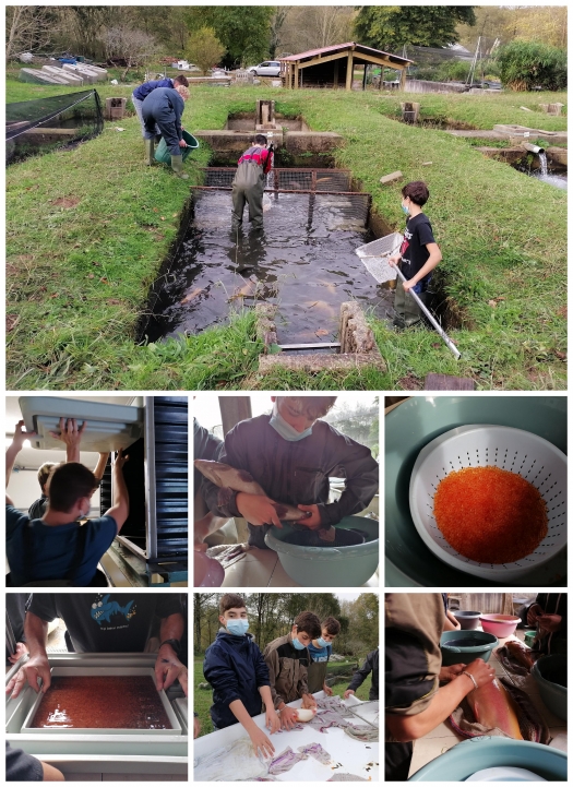 Travaux pratiques des élèves de Seconde Pro Aquaculture - Reproduction de truites.