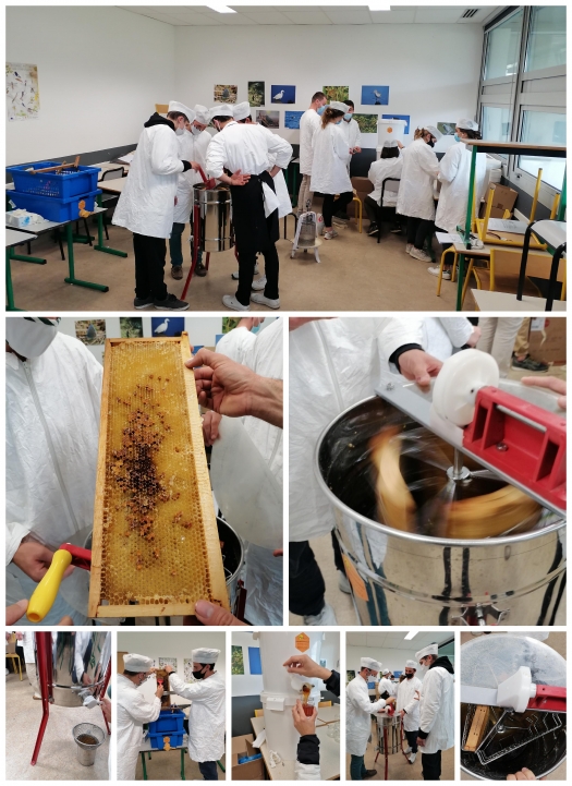 MIL Apiculture - BTS2 GPN